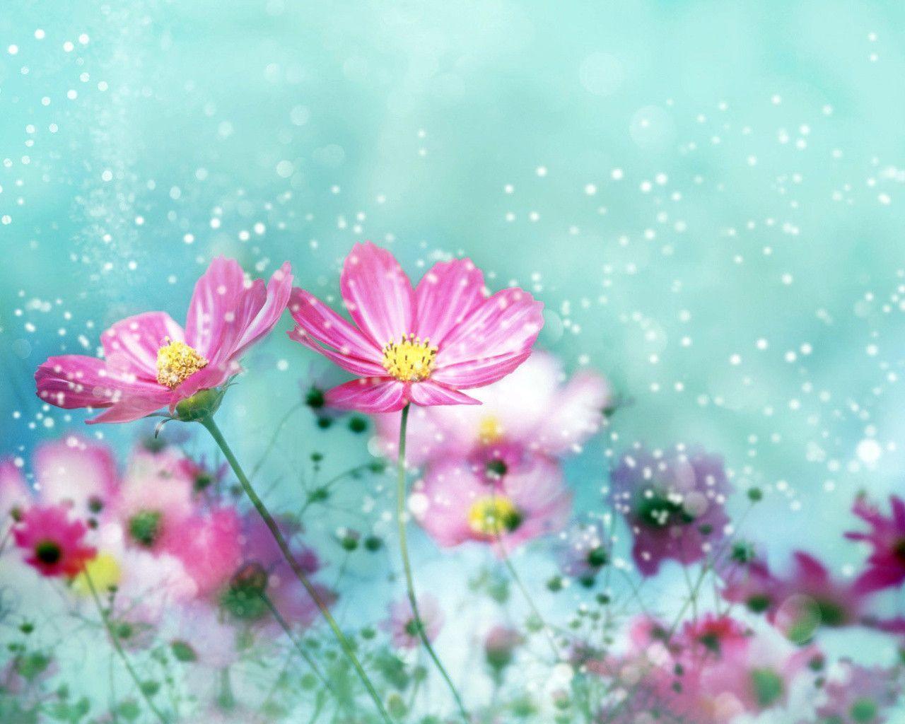 Colorful Flower Blossoms Wallpaper