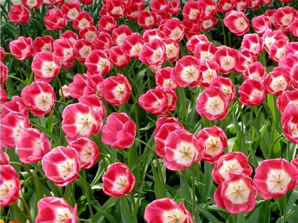 Tulip Image Wallpaper