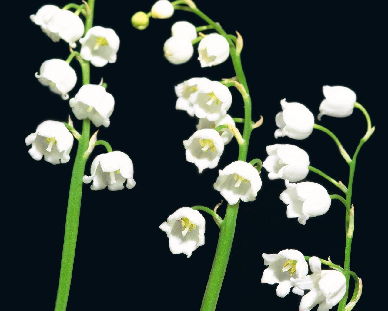 Lily of the valley desktop PC and Mac wallpaper