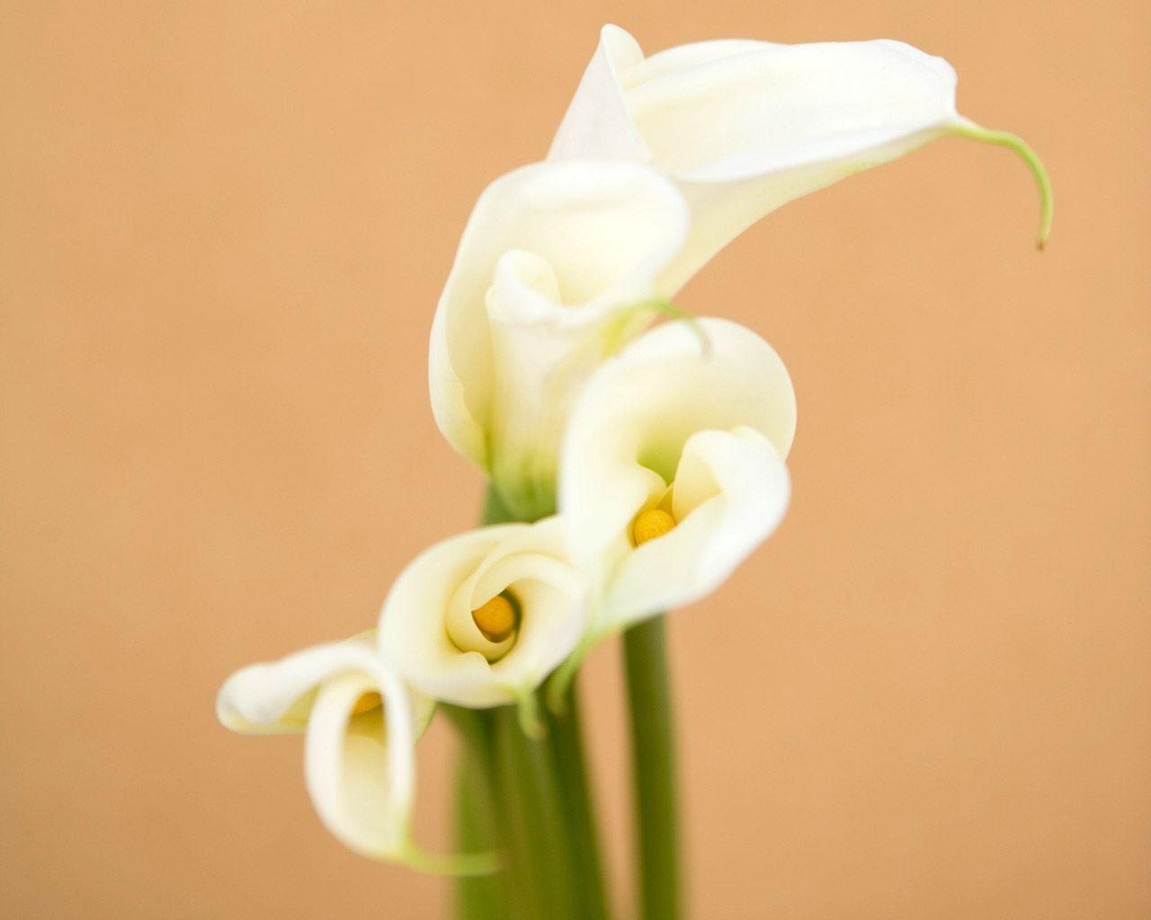 image For > White Calla Lilies Wallpaper