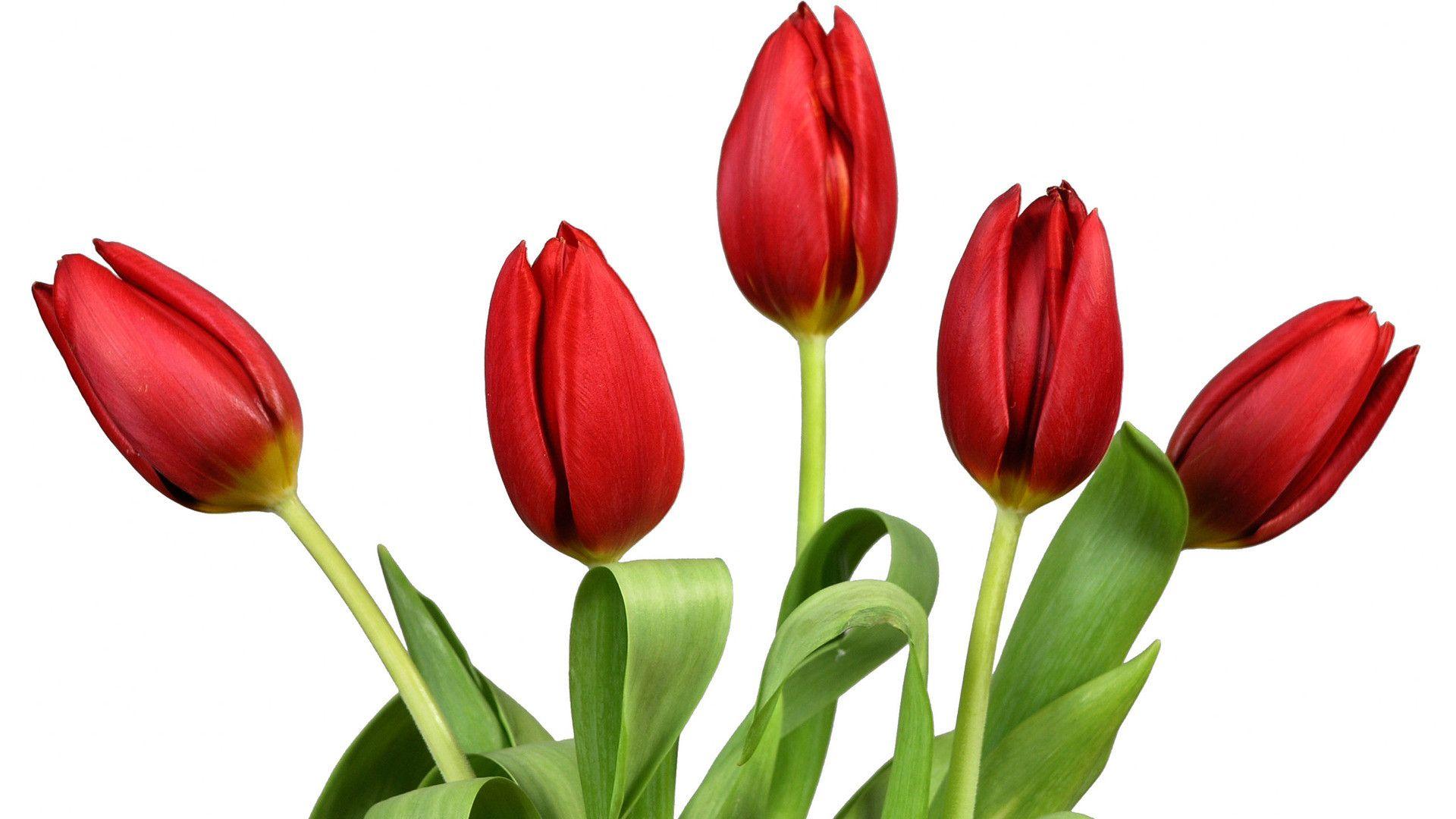 Red tulips 1920x1080 Flower Wallpaper - #