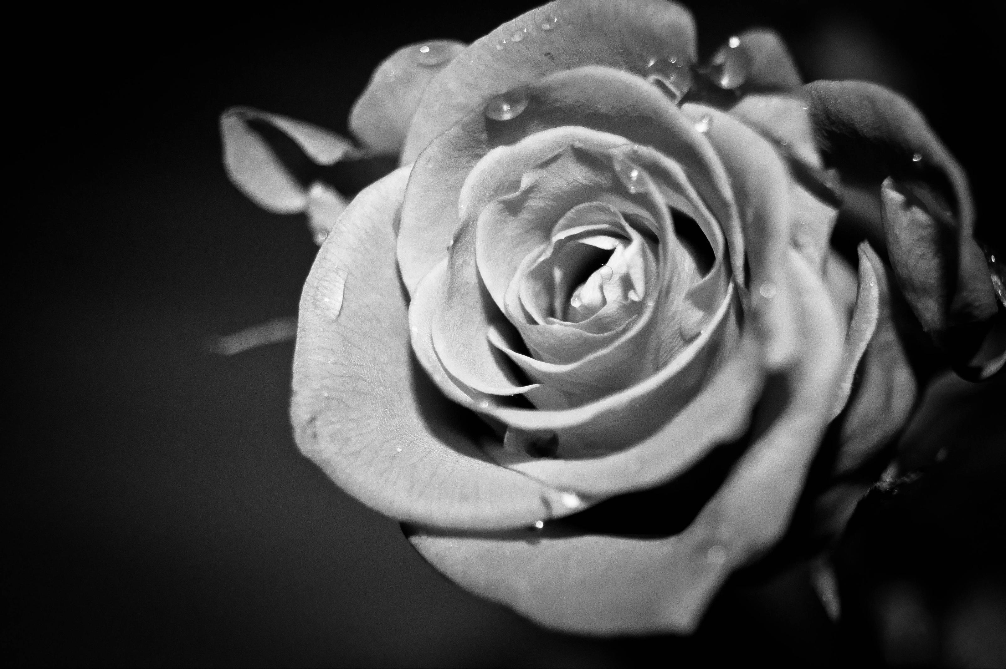 image For > Black And White Roses Wallpaper