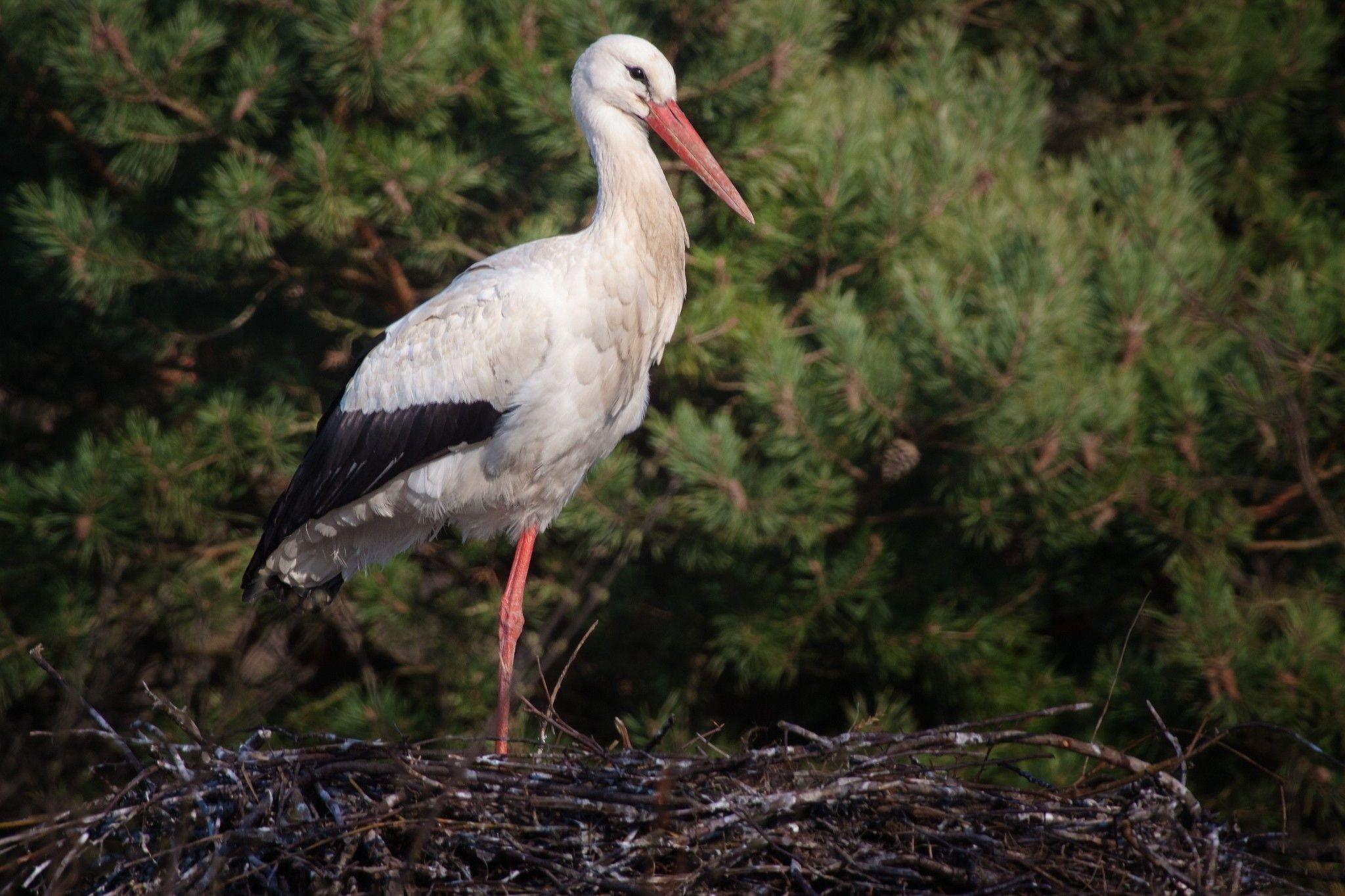 Stork Wallpapers - Wallpaper Cave