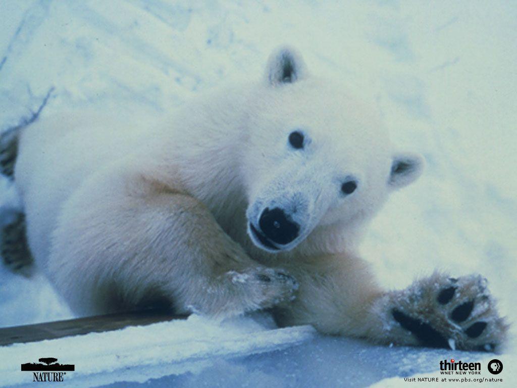 NATURE. Polar Bear Invasion