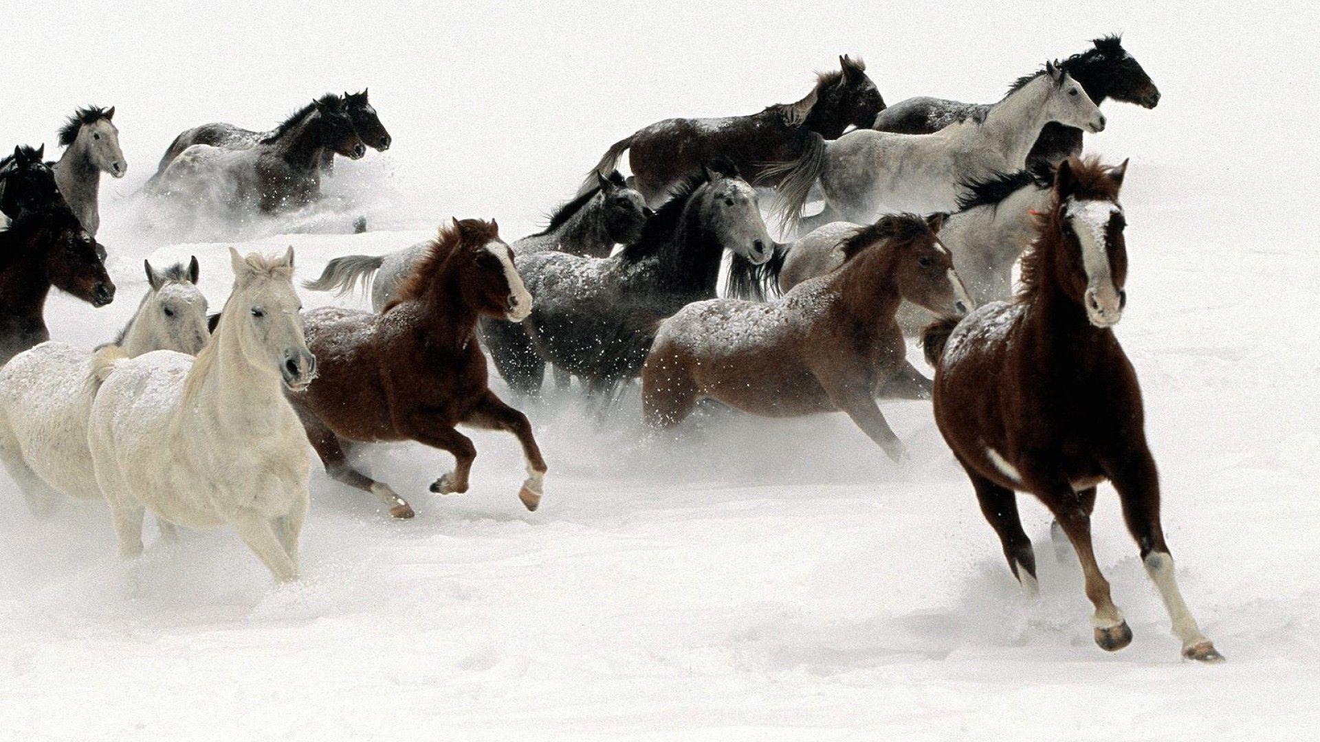 Horses In Snow. High Quality Wallpaper, Wallpaper Desktop, High