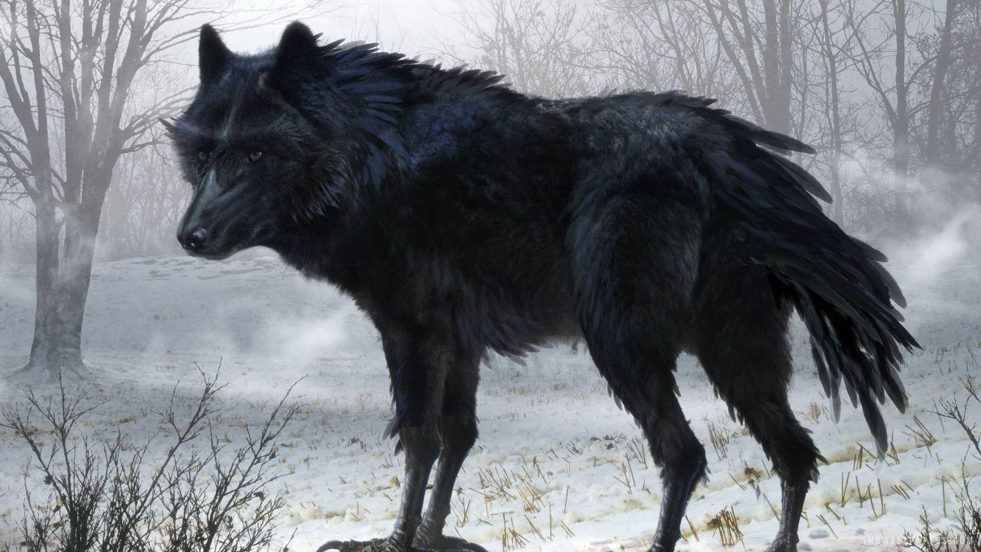 Wallpapers For > Black Wolf Wallpapers Hd
