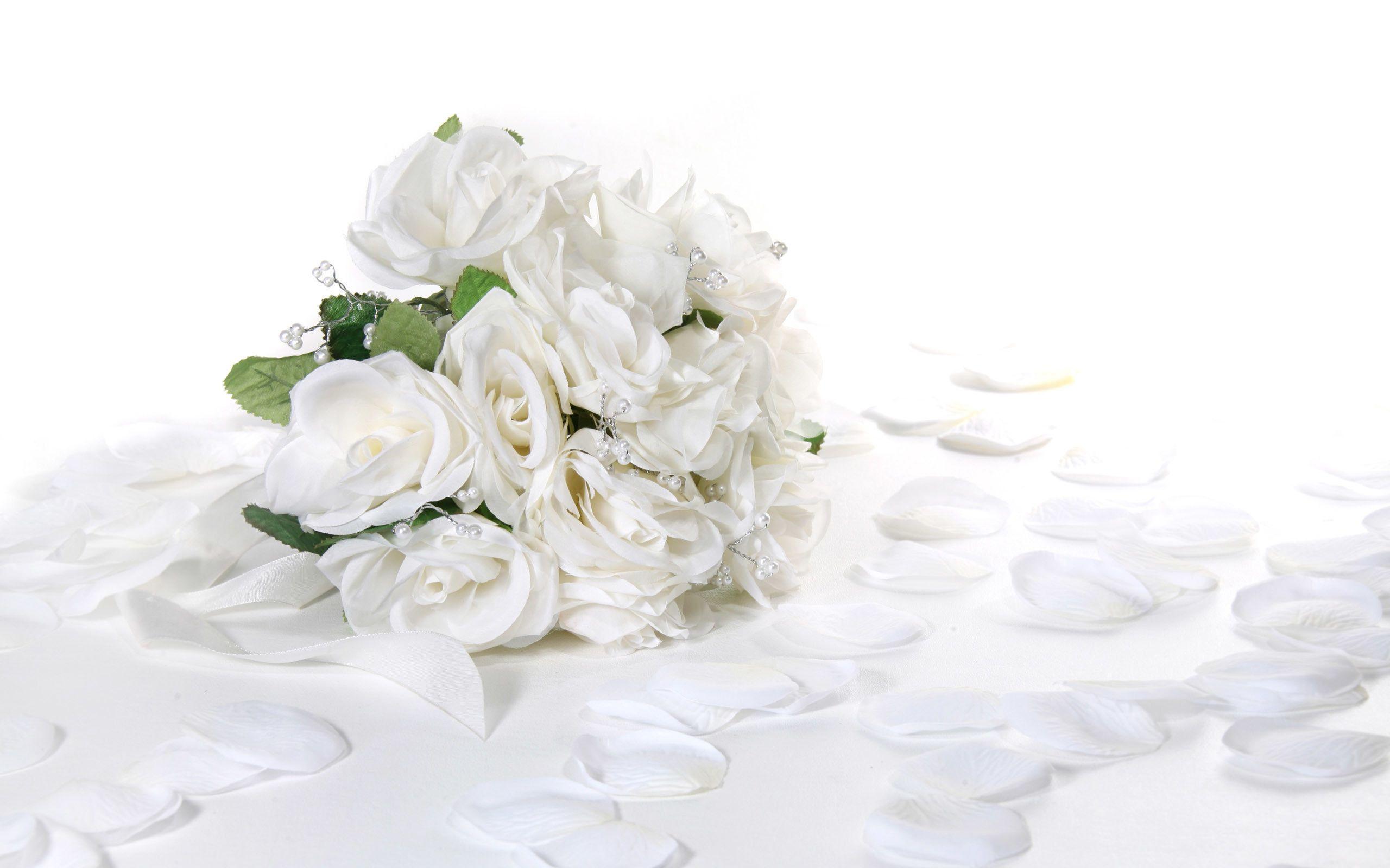 White Rose Wallpaper HD Background, Wallpaper, HD Wallpaper