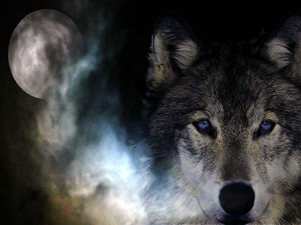 Wolf (id: 80648)