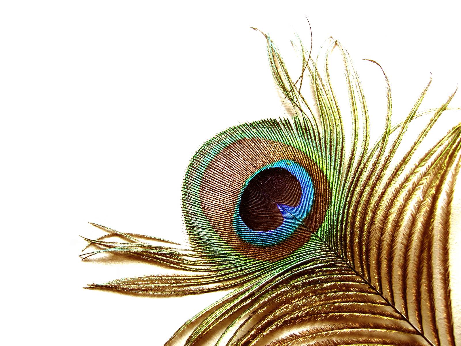 The eye of a peacock PPT Background for Presentation