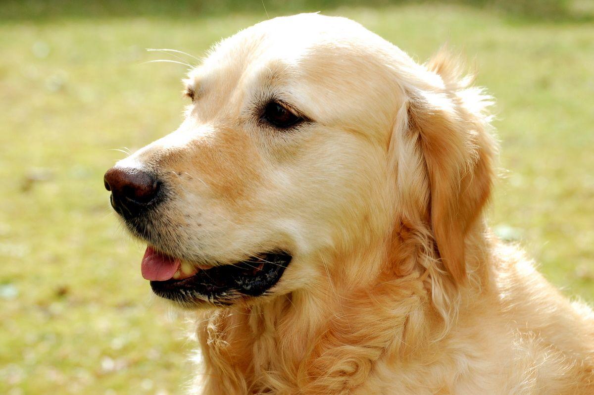 Golden Retriever HD Background Wallpaper 24 HD Wallpaper