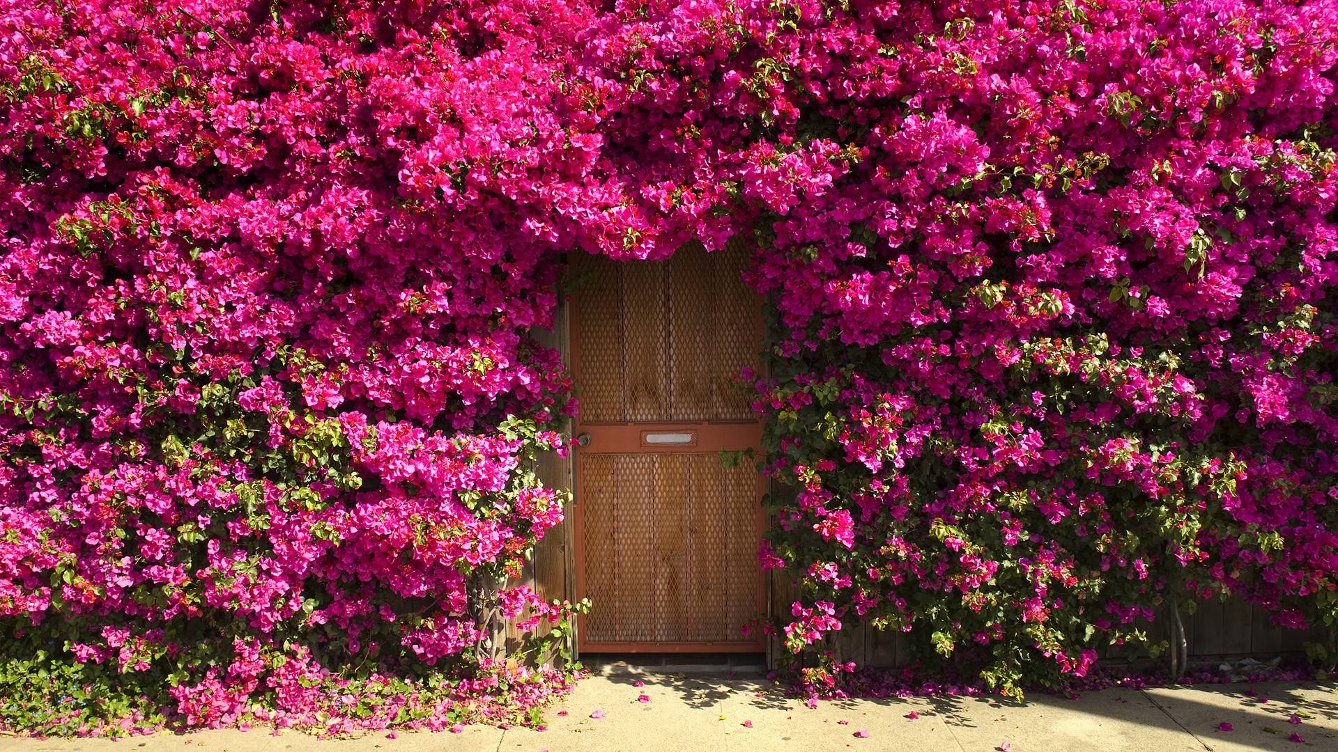 HD Pink Entrance Wallpaper