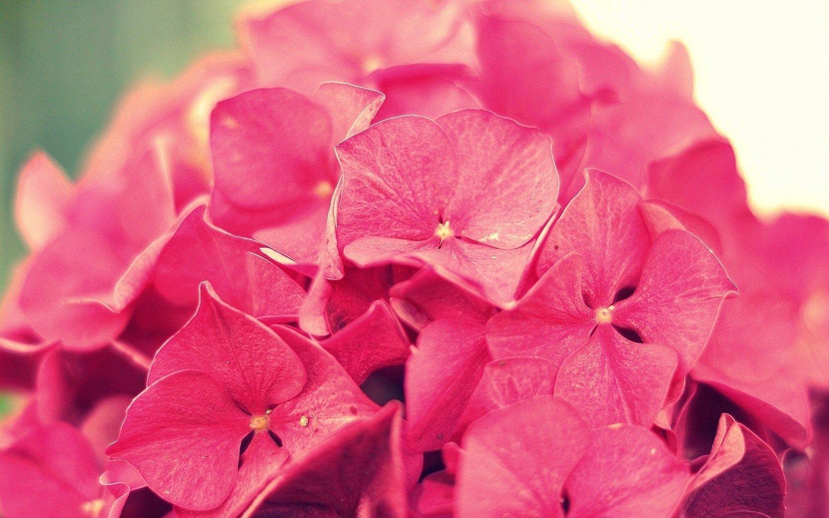 Bouquet Hydrangea Pink Flowers Close Up Hd Wallpaper Background