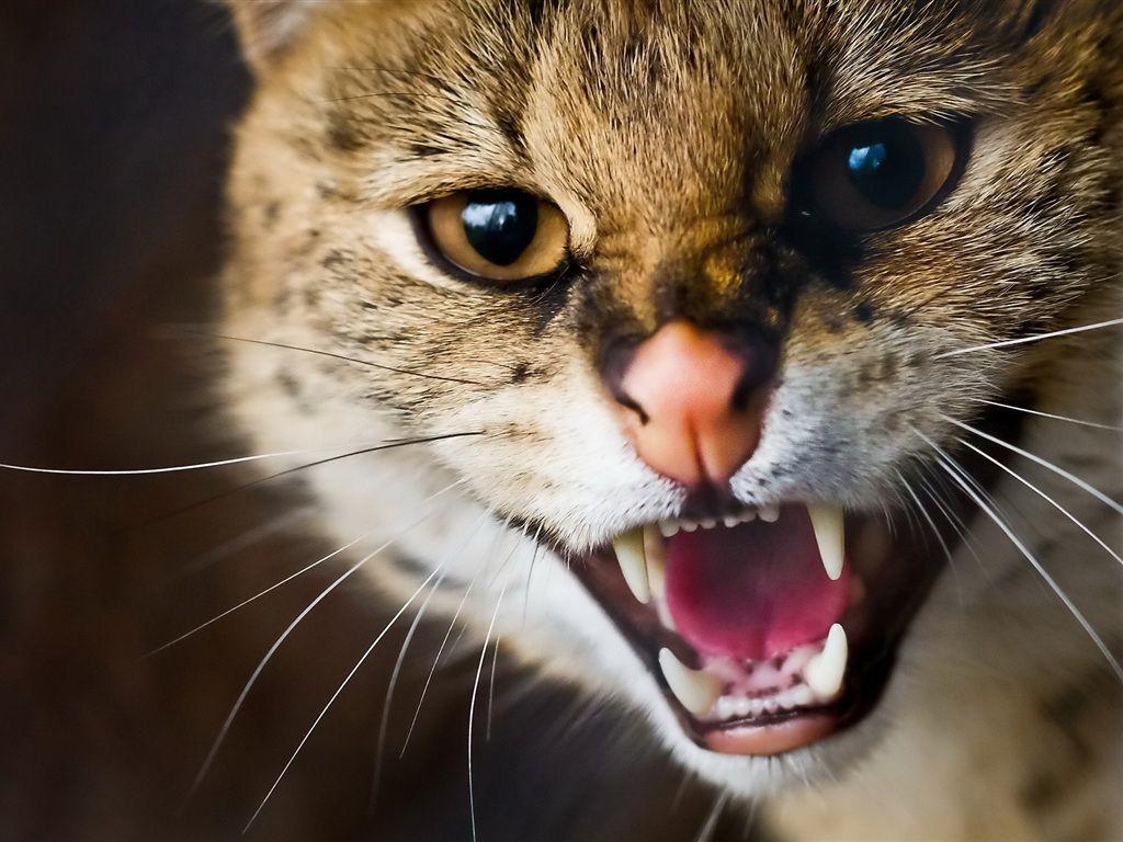 Wildcat Whiskers Teeth Close Up Wallpaperx768 Resolution