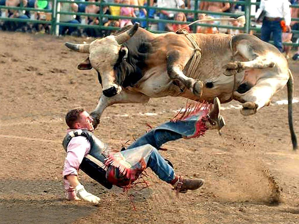 bull riding wallpapers 10