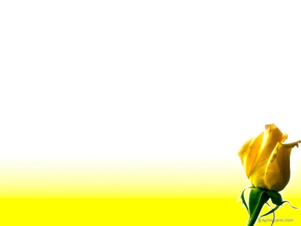 Flowers For > Yellow Rose Flowers Background