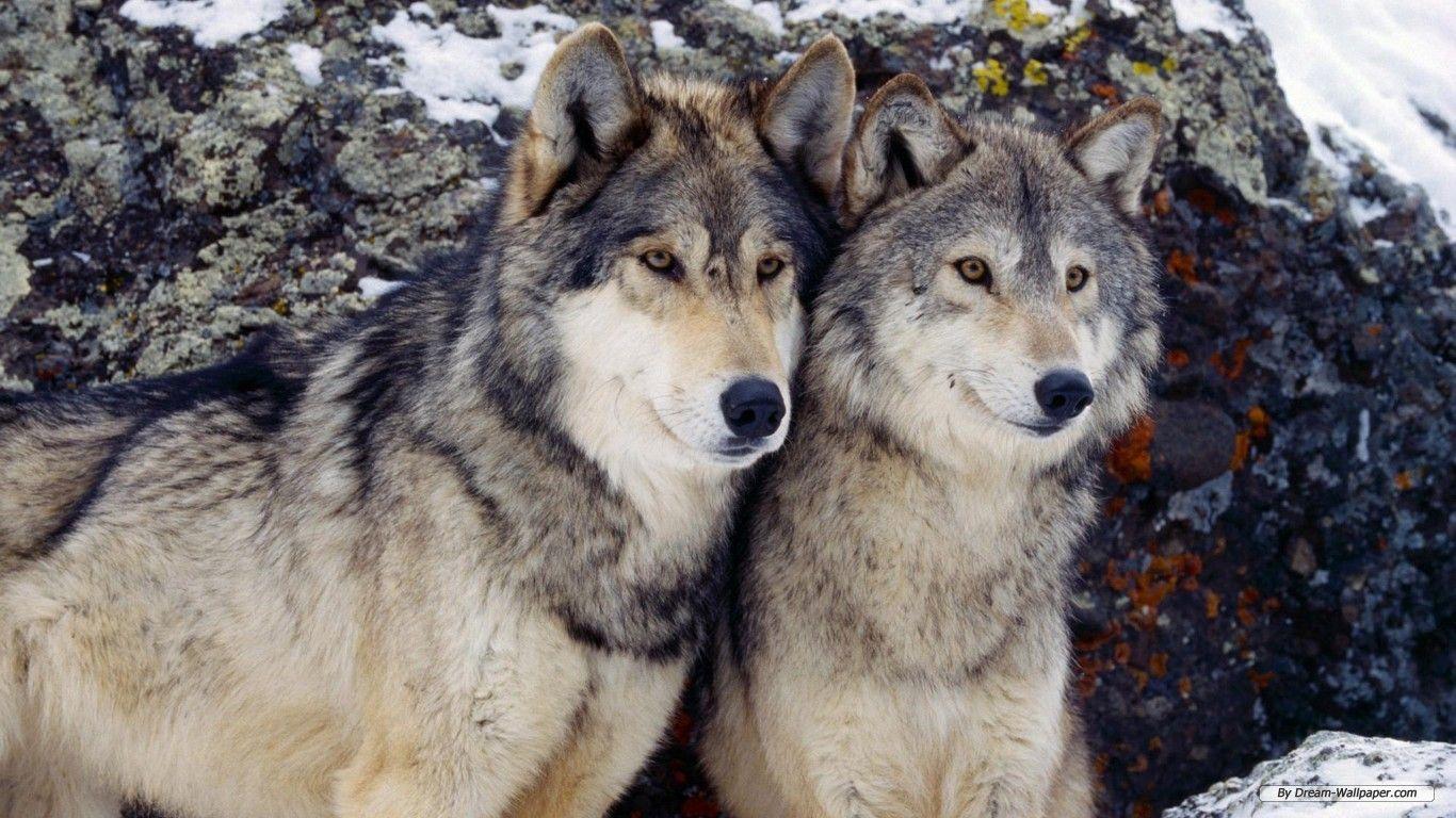 pack of wolves desktop wallpaper