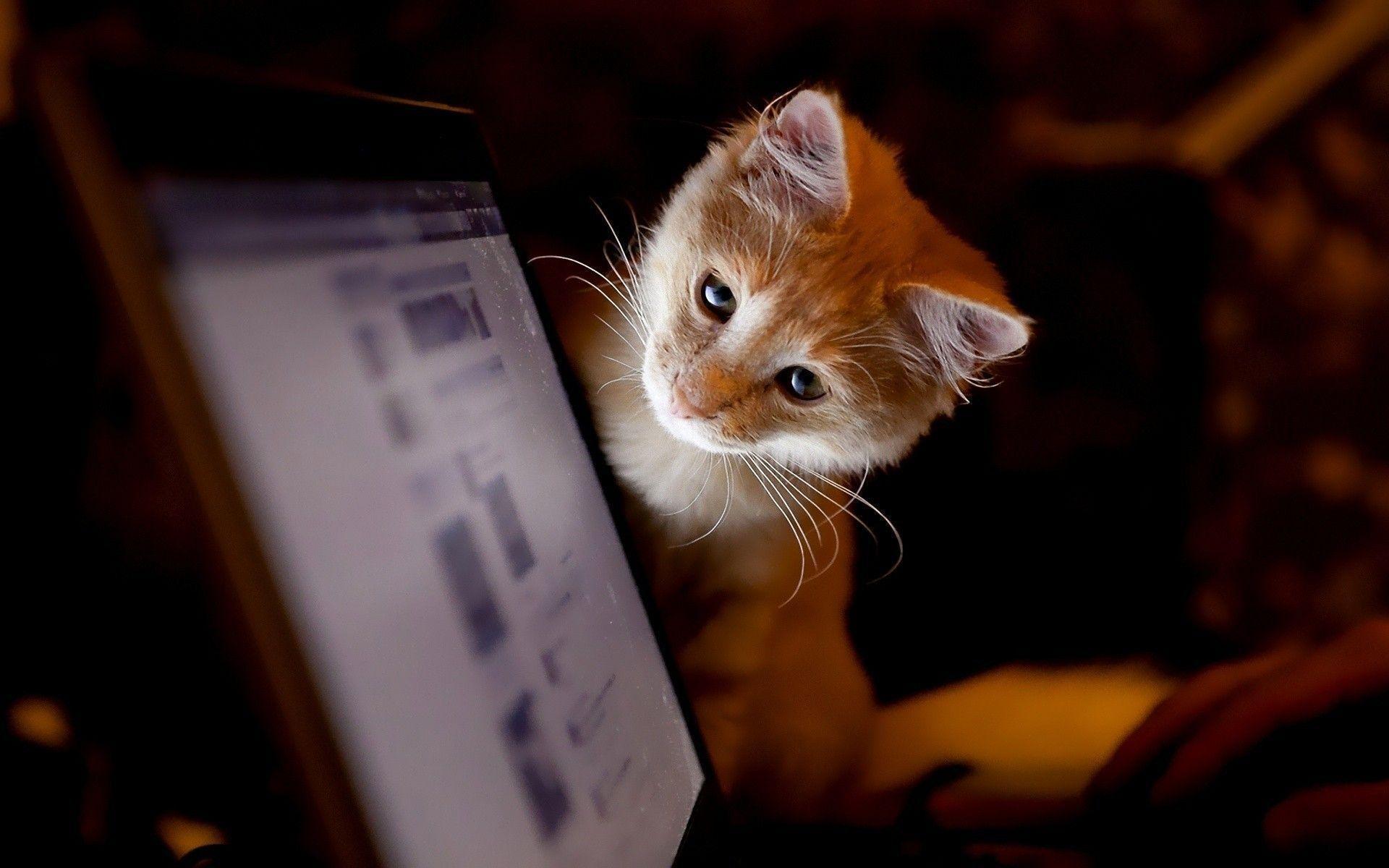 Kitten looking at a computer screen Wallpaper #
