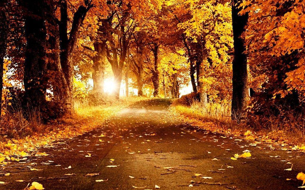 Fall Background 30 HD Background And Wallpaper Home