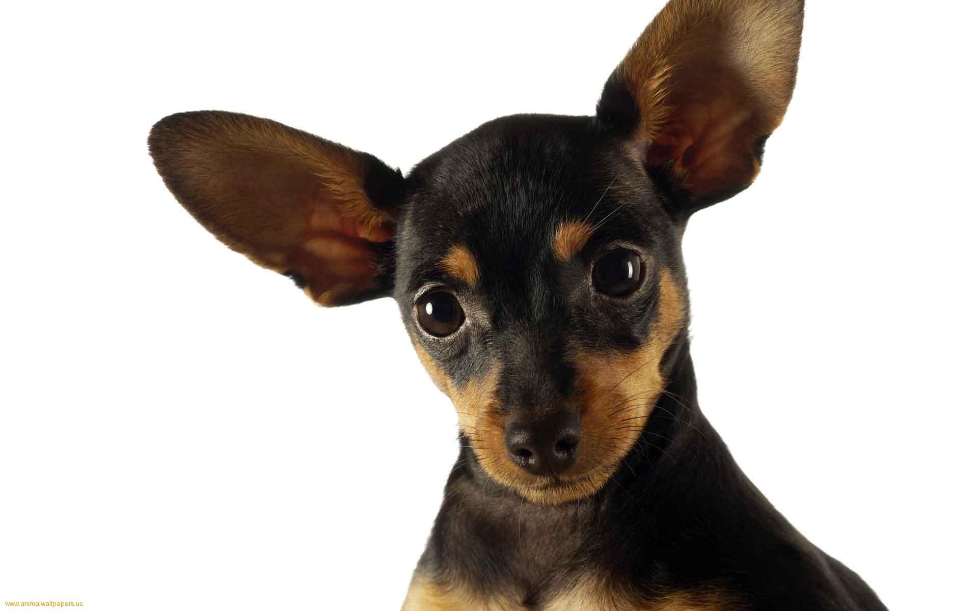 Awesome Black Chihuahua Dog High Definition Na Wallpaper