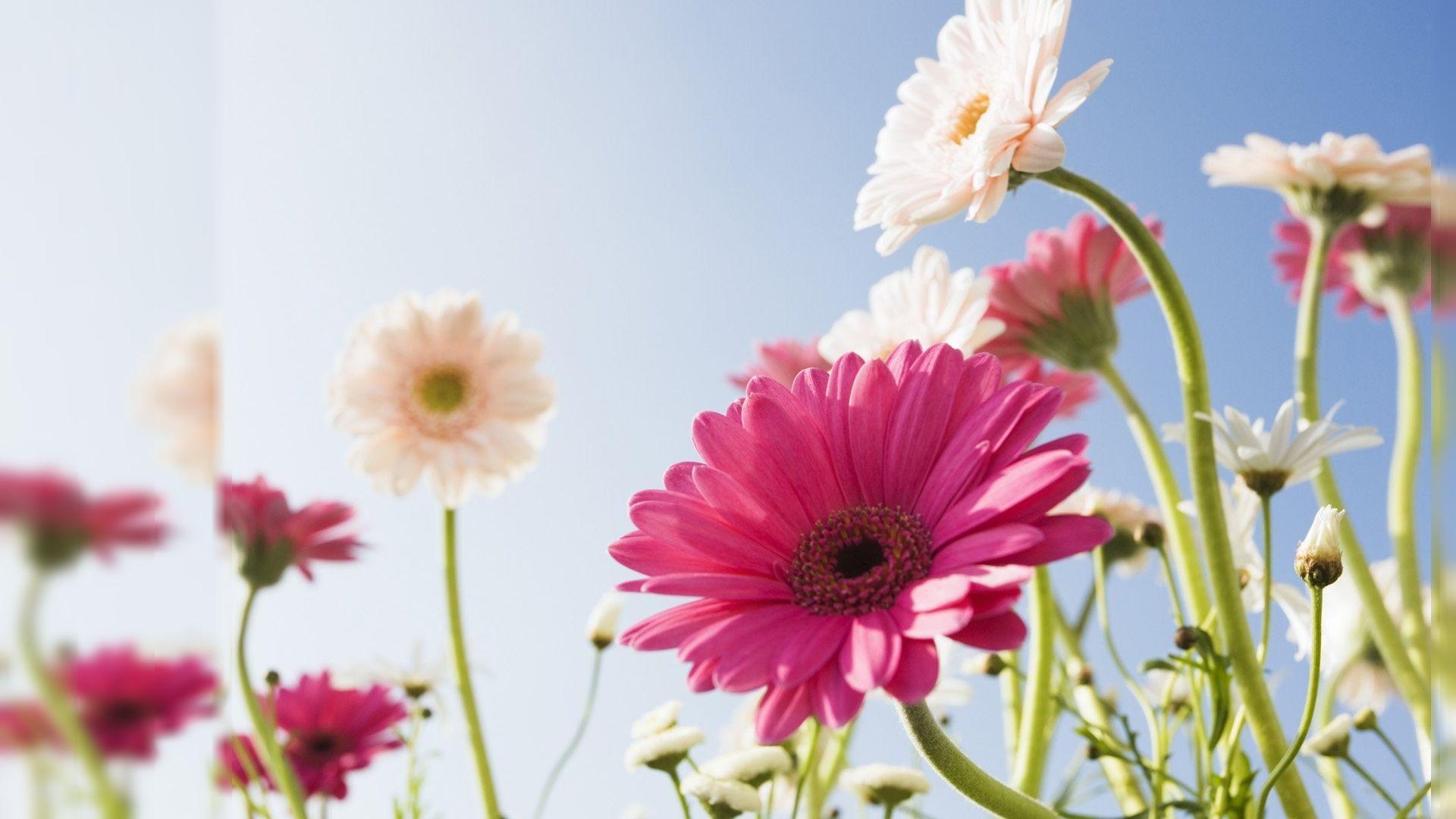 Flowers Image Desktop 2
