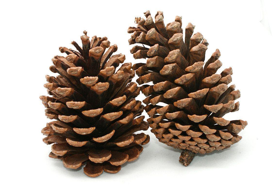 Pine Cone Photo (Clip Art / Stock)
