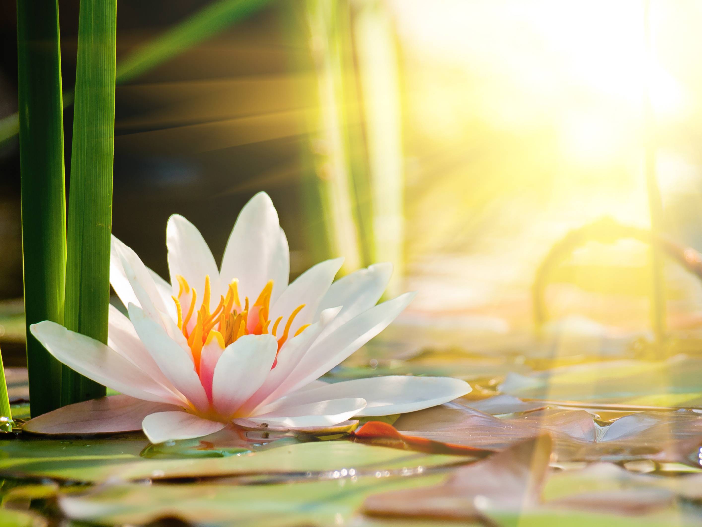 Beautiful Water Lily In The Light Desktop Background Wallpaper