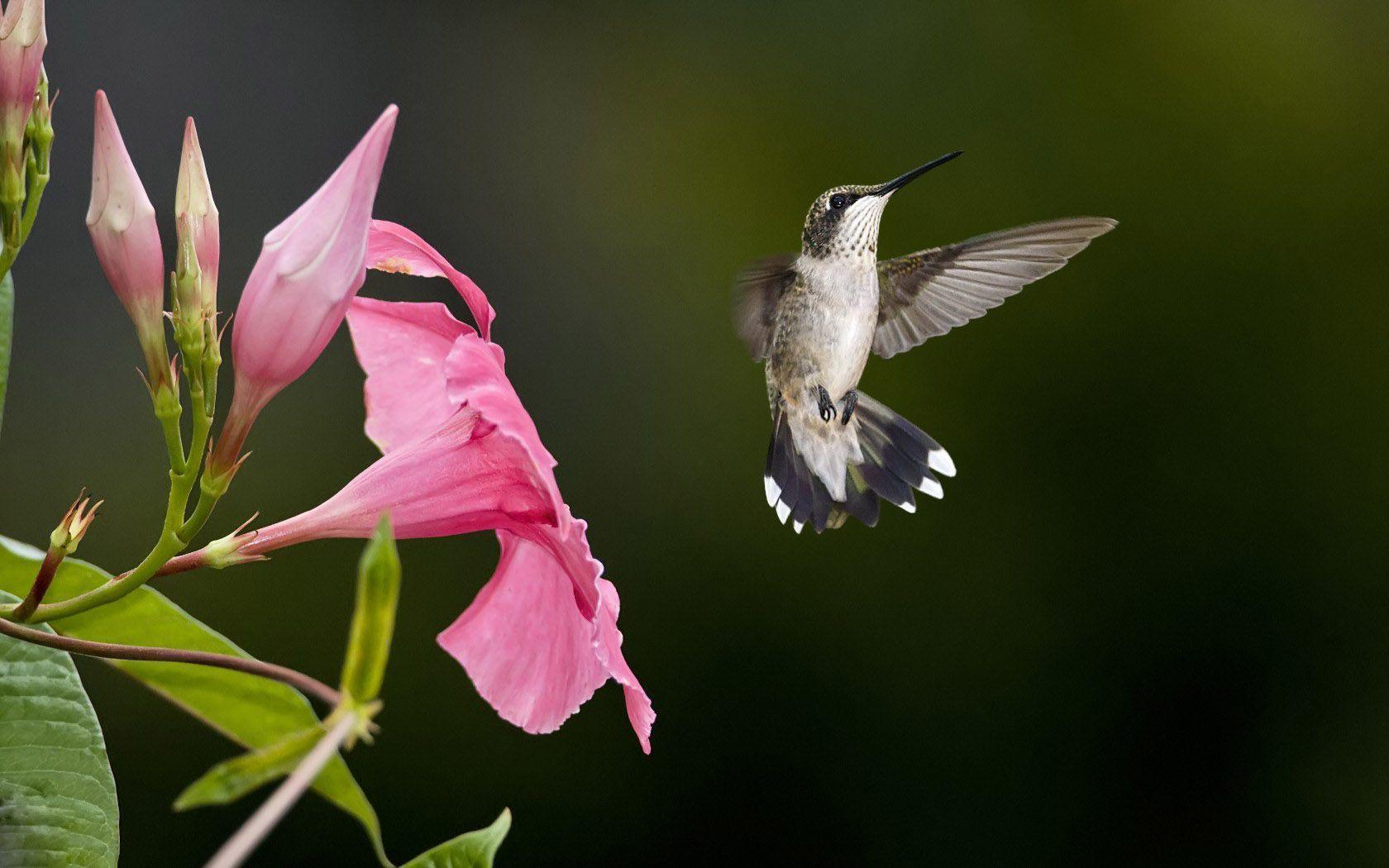 Beautiful Hummingbird wallpaper