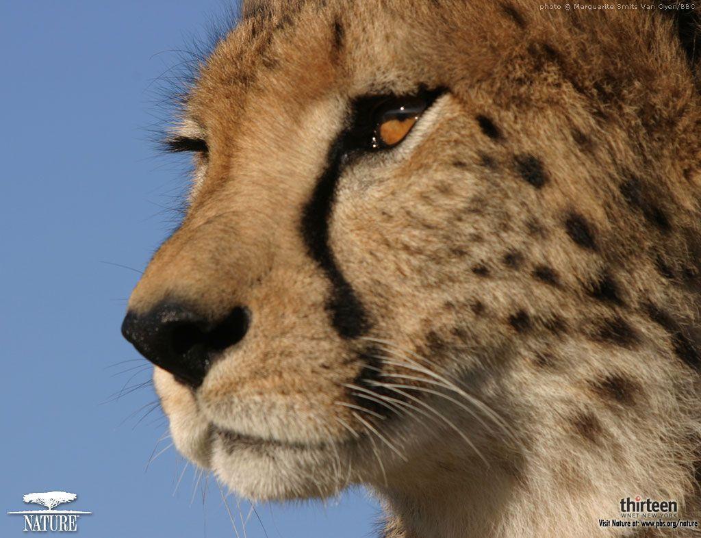 Cheetah HD wallpaper Wallpaper Inn