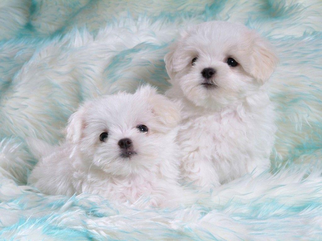 Cute White Puppies Wallpaper