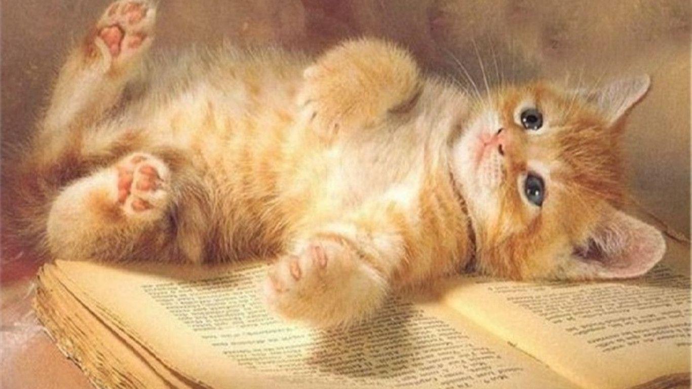 Kitty World: Free Cute Kitten Wallpaper