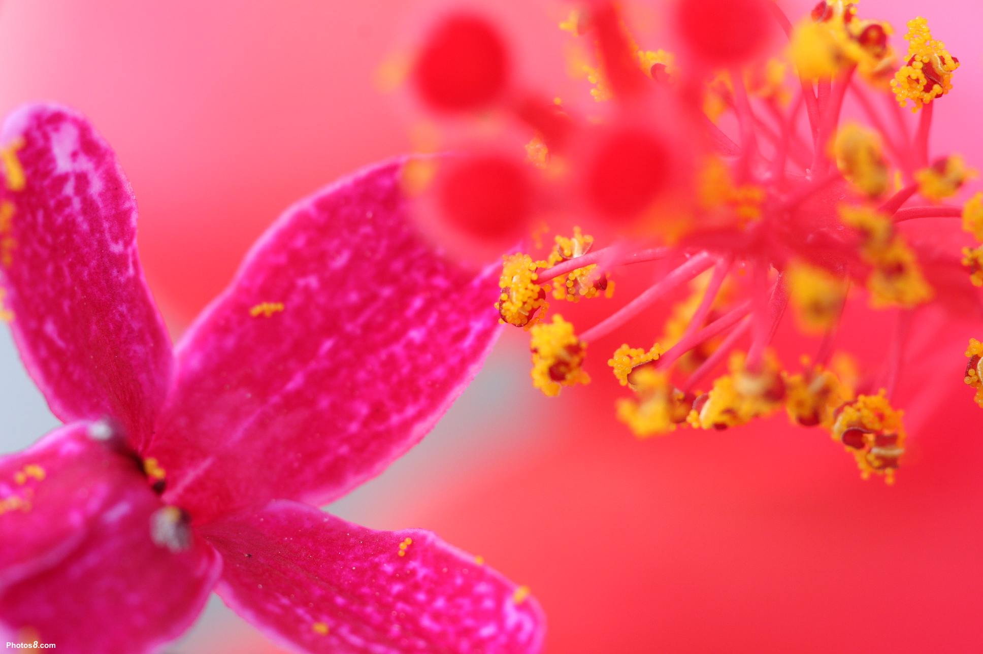 Flowers For Background Wallpaper 21375 High Resolution. download