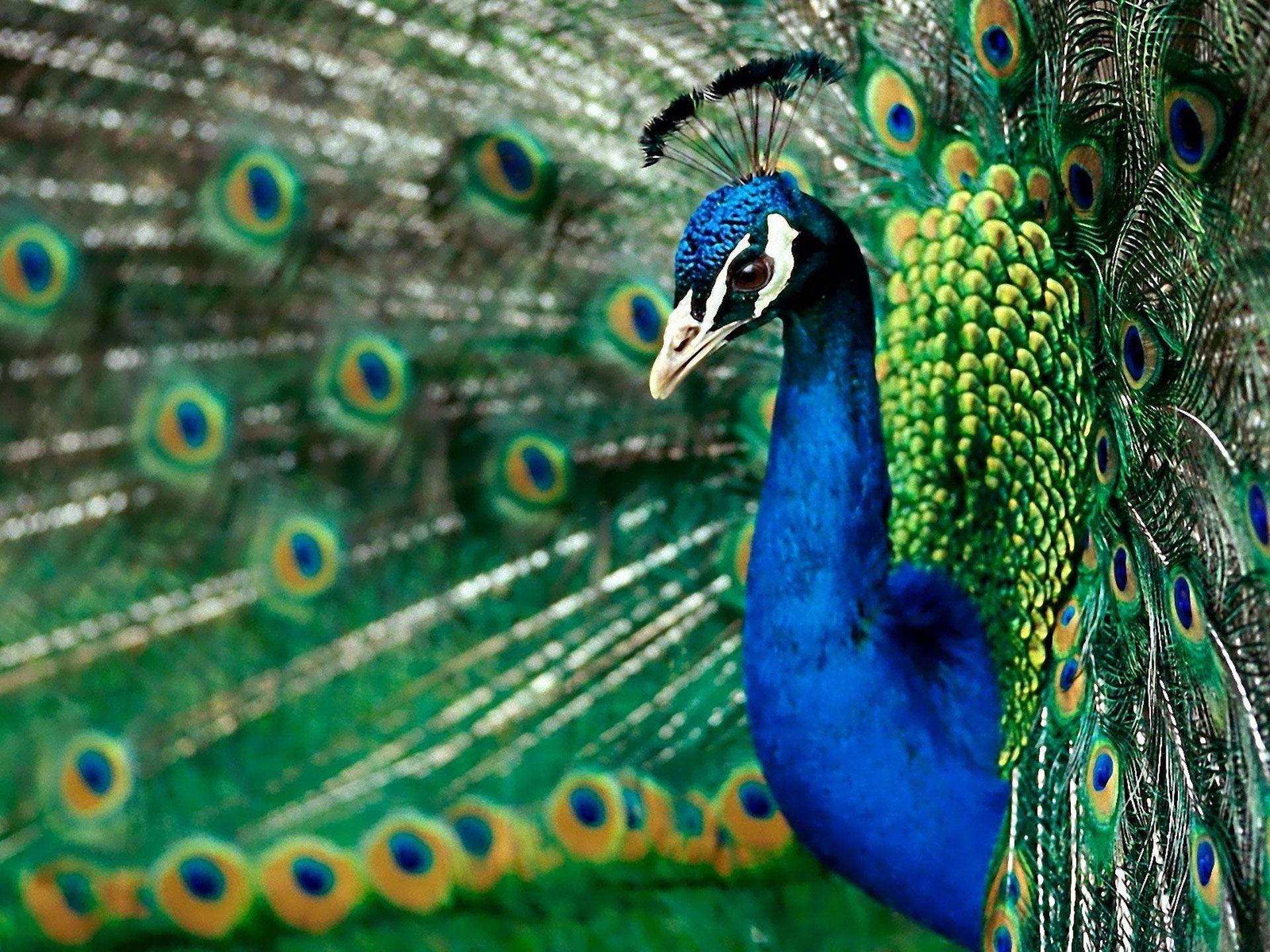 Peacock Background