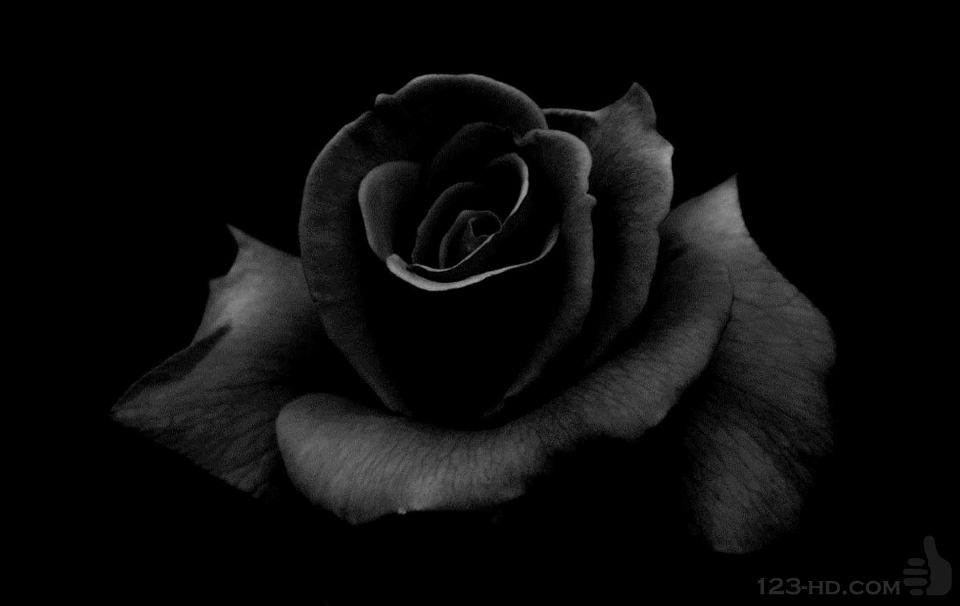Black And White Rose Wallpaper