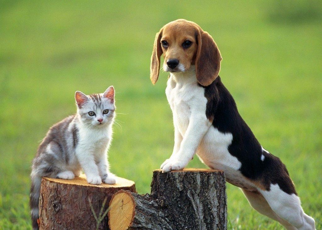 Beagle dog and cat photo and wallpaper. Beautiful Beagle dog