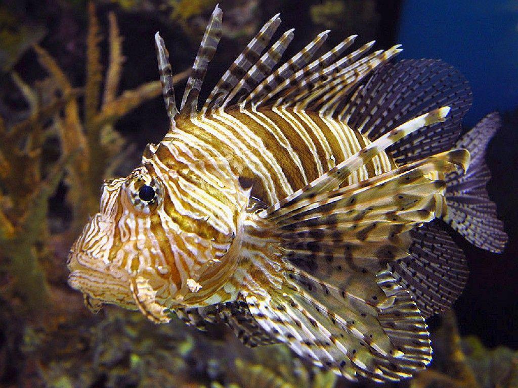 Lionfish Wallpaper