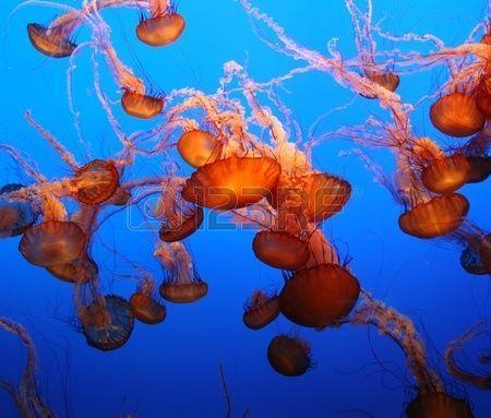 Jellyfish Sea Nettle Jellyfish On Blue Background