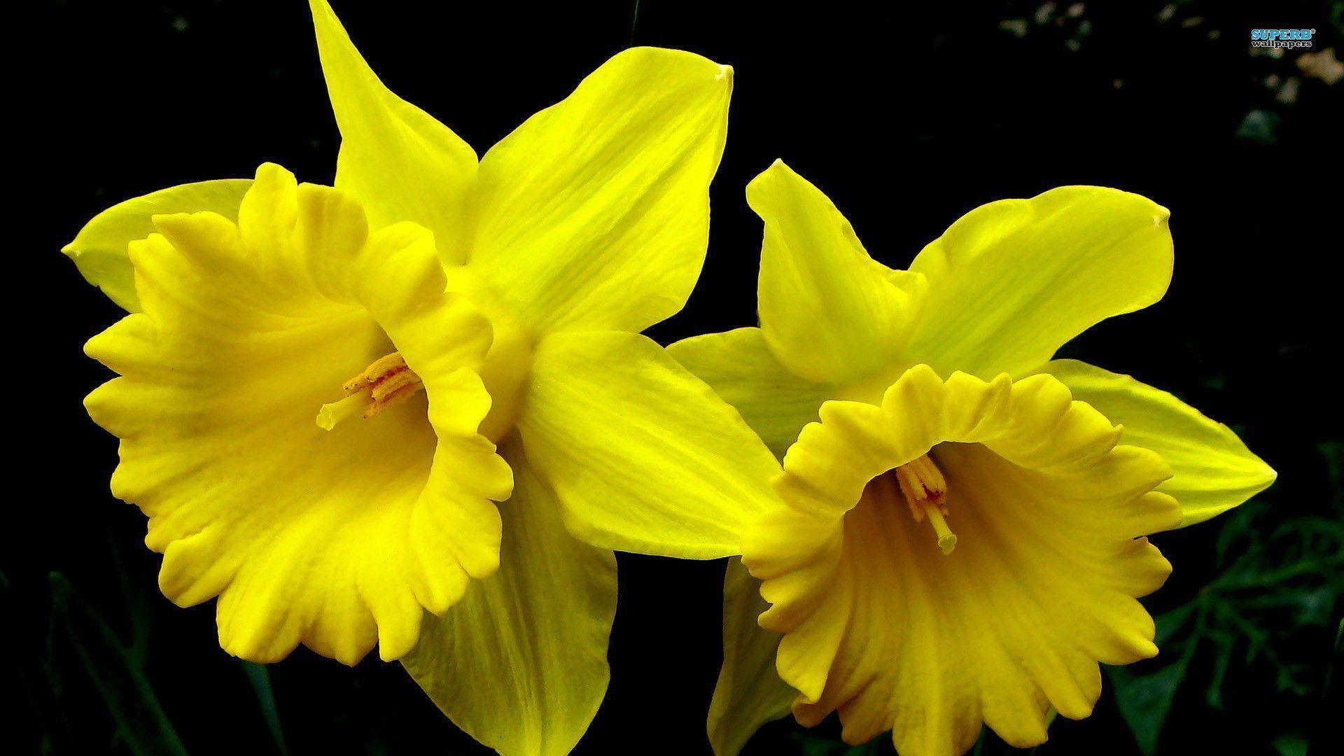 Daffodils wallpaper wallpaper - #
