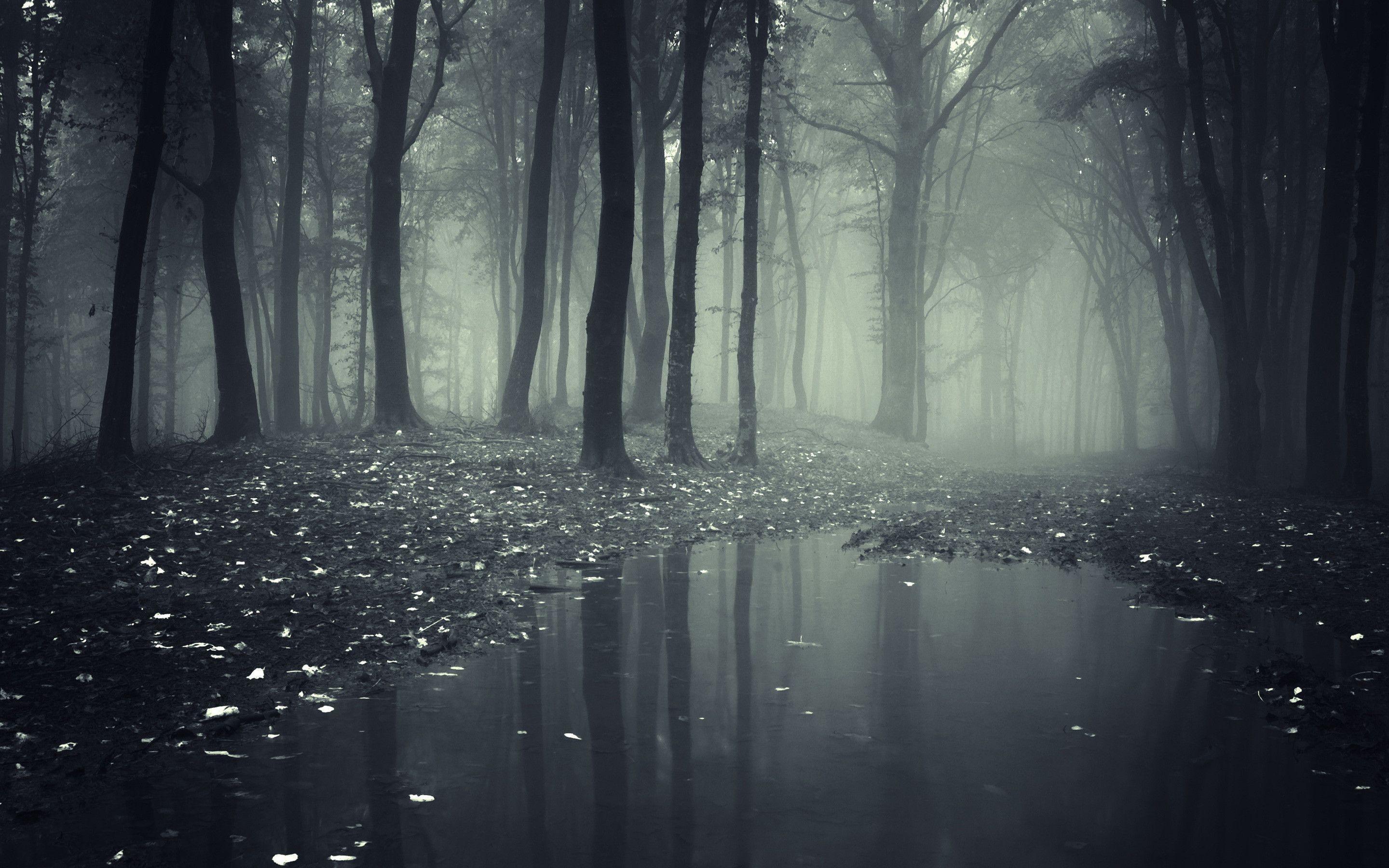 Creepy Dark Forest Wide Forest Tree HD Free Wallpaper Background