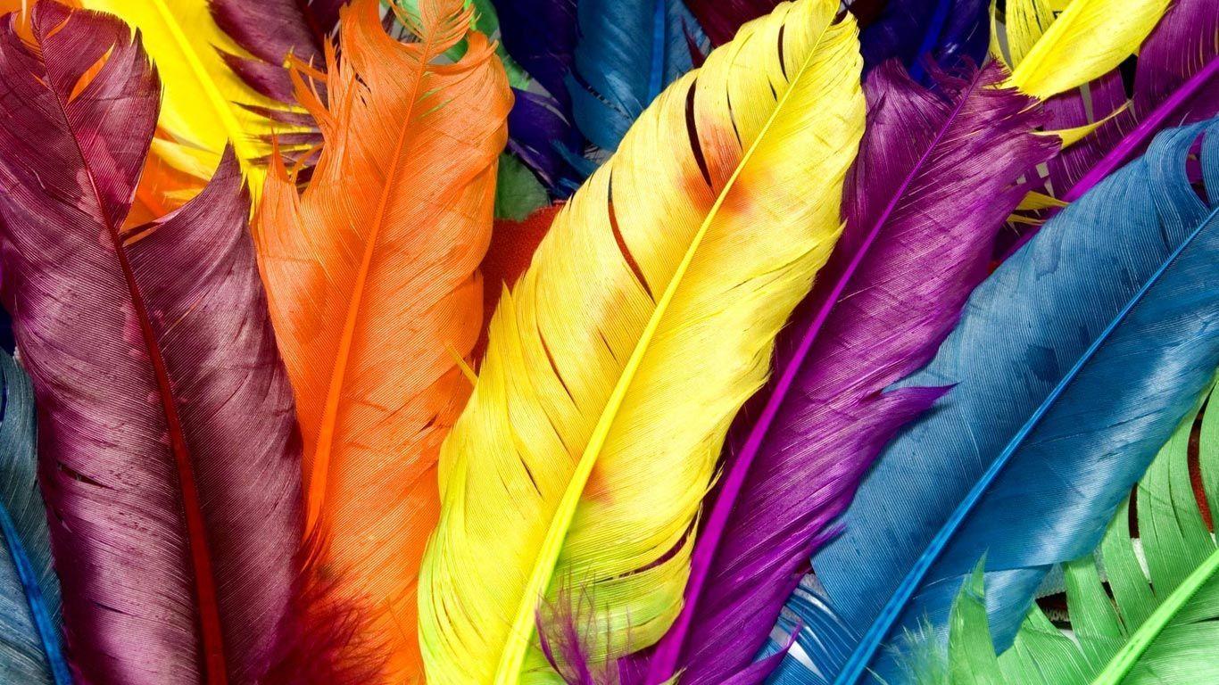 Desktop Wallpaper · Gallery · HD Notebook · Colored feathers