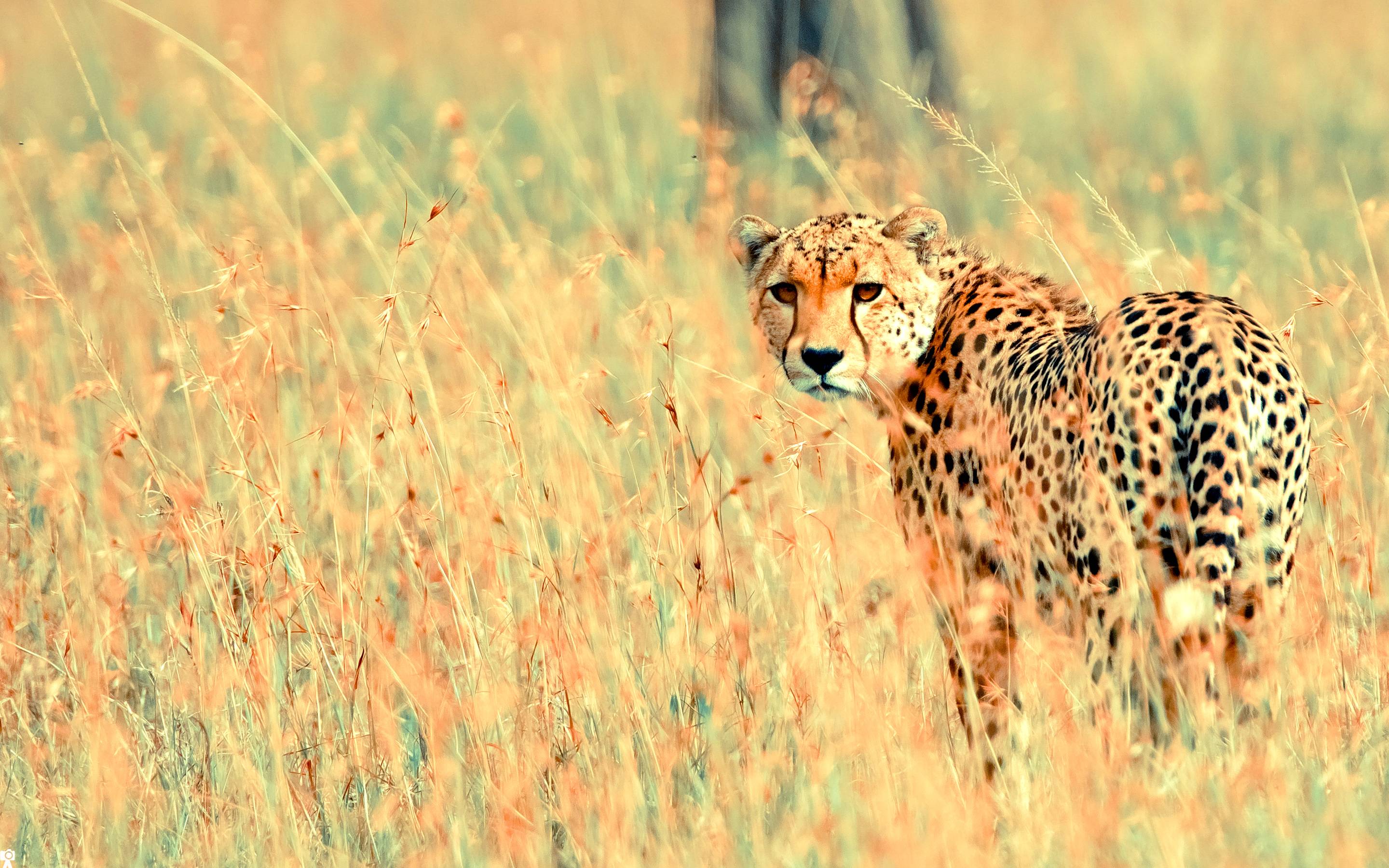 Cheetah Background Wallpaper