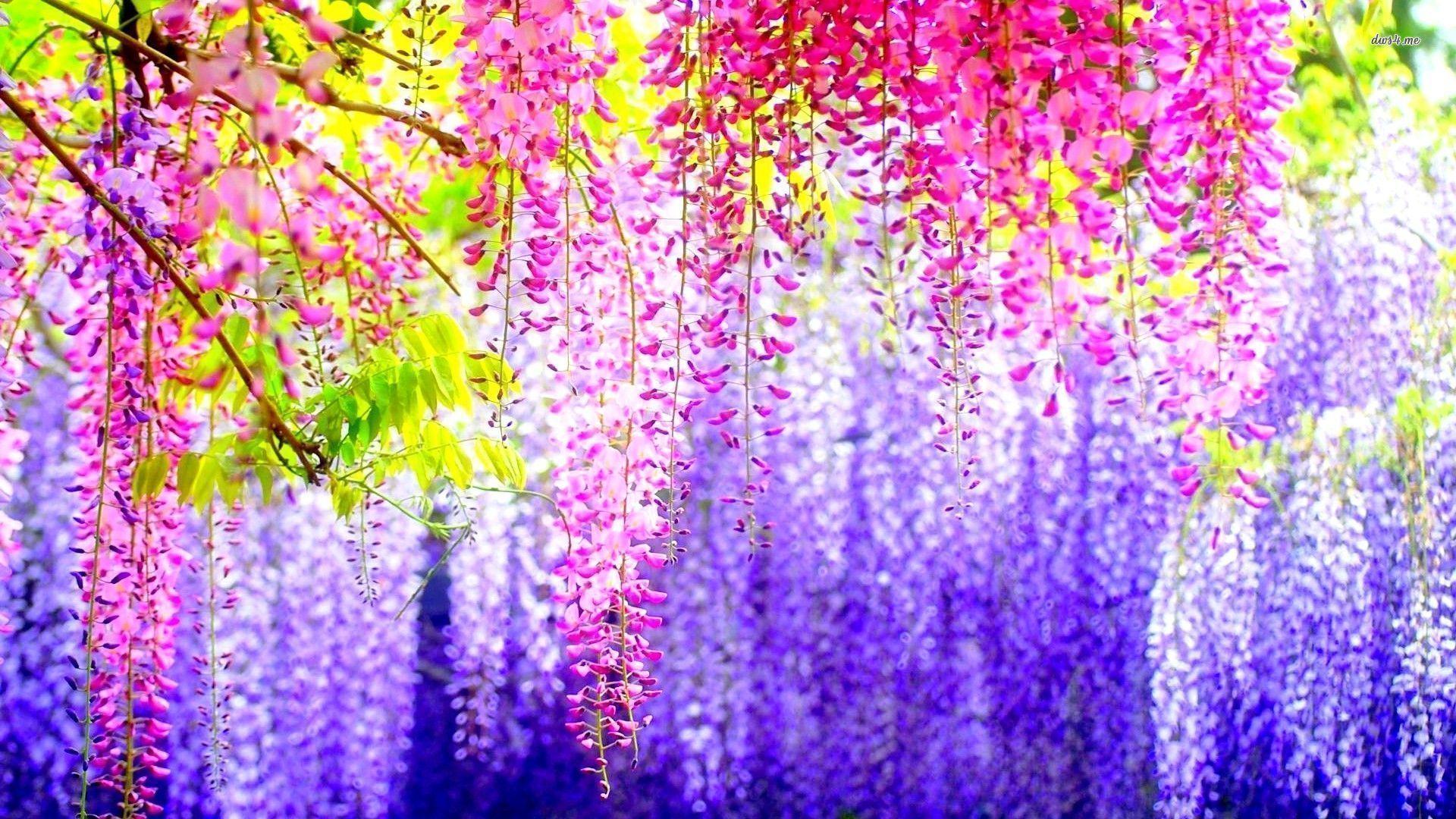 Wisteria Wallpapers - Wallpaper Cave