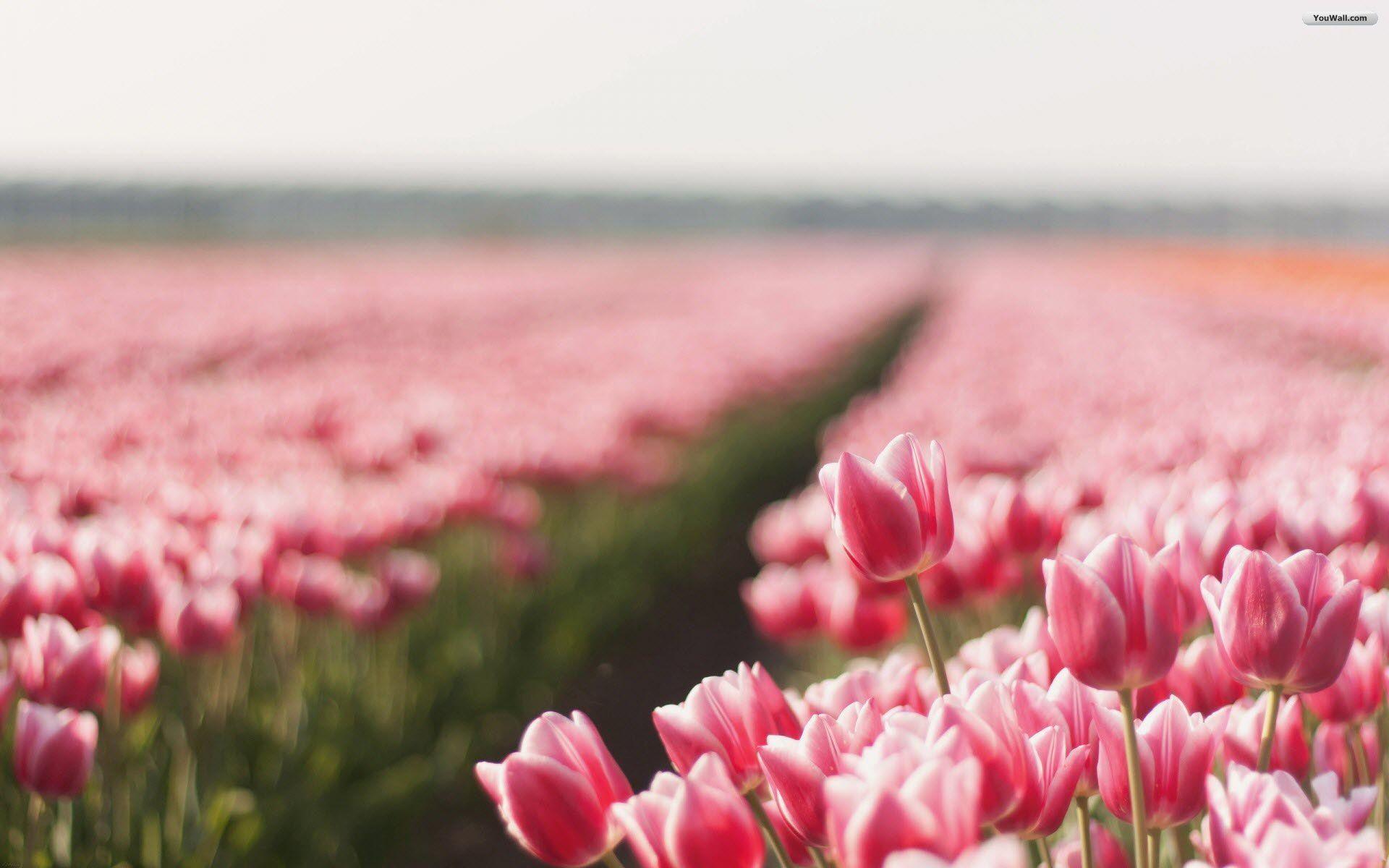 Pink Tulips HD Picture And Wallpaper. TanukinoSippo