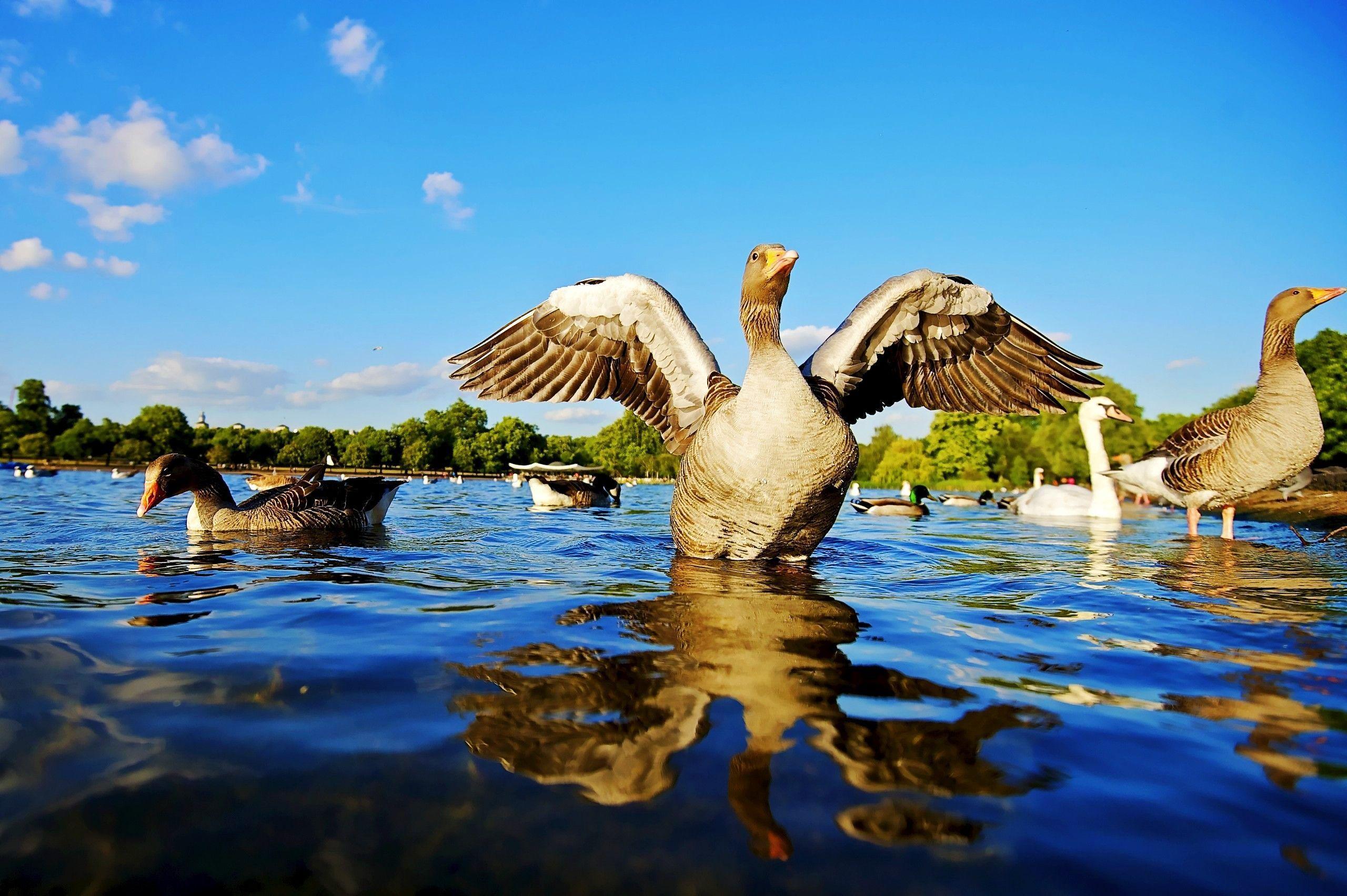 Waterfowl, Hyde Park, London