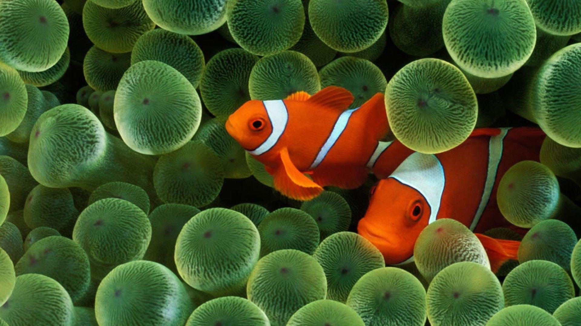 clownfish free download for mac