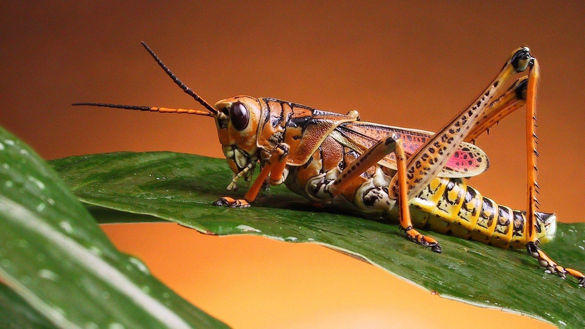 Grasshopper Close Up Wallpaper Wide or HD