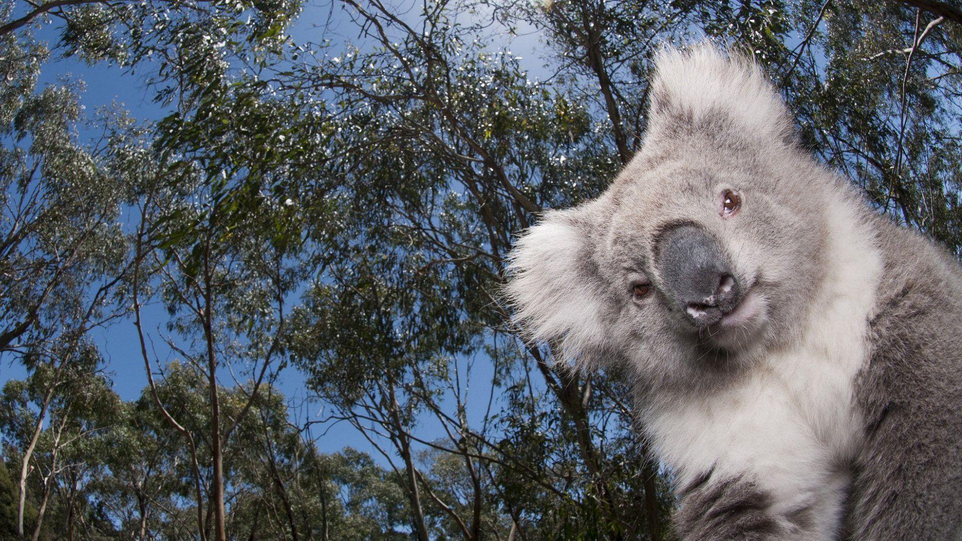 Koala - Fantasy & Abstract Background Wallpapers on Desktop Nexus