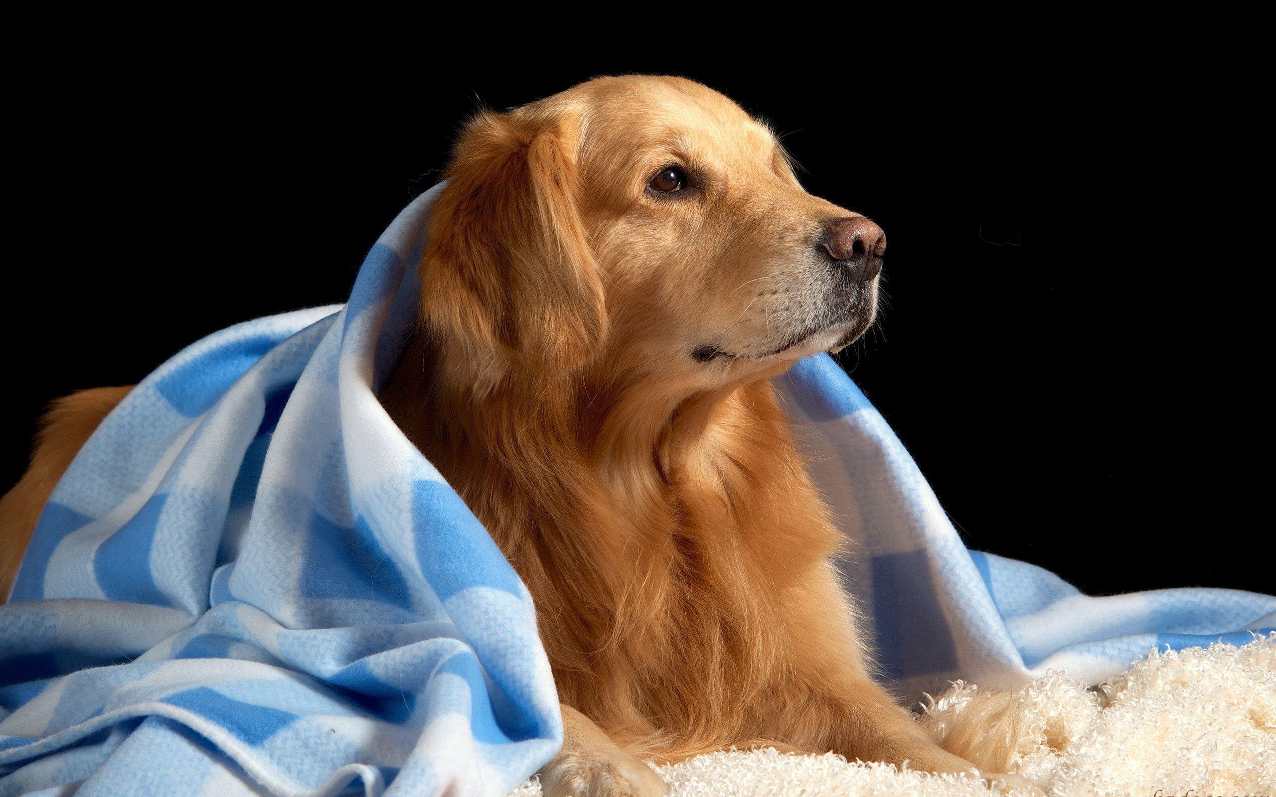 Golden Retriever Backgrounds - Wallpaper Cave