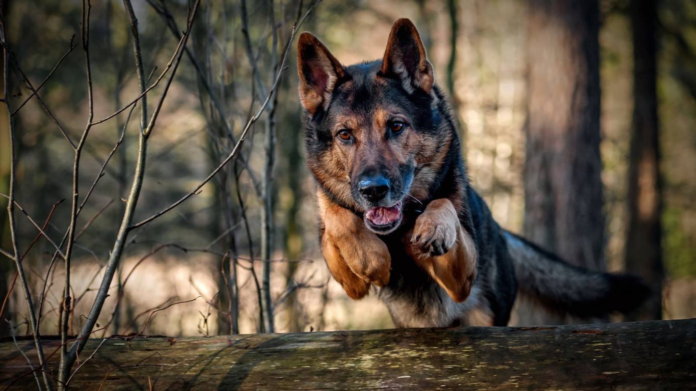 German Shepherd Police Dogs