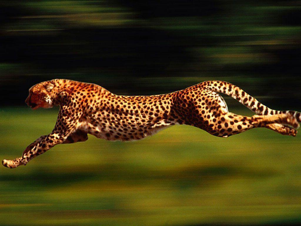 Cute Baby Cheetah Running Wallpaper. Cats Wallpaper HD