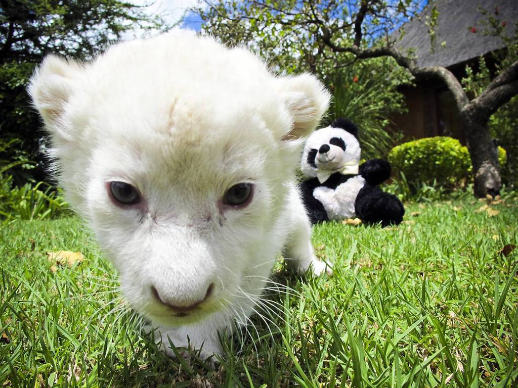 White Lion Cubs Wallpaper and Background